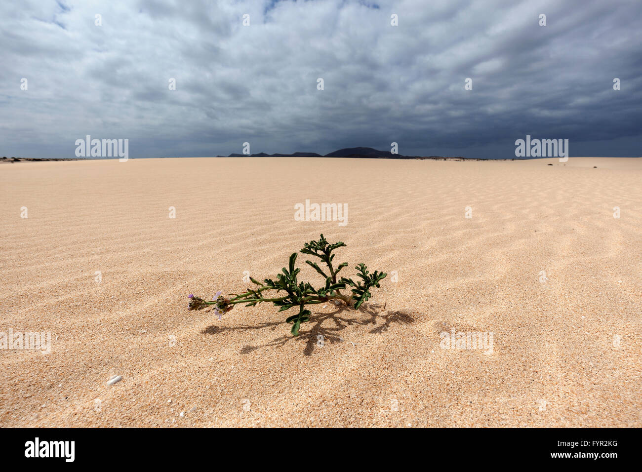 Plante en fleurs dans les dunes de sable, dunes errantes d'El Jable, Las Dunas de Corralejo, Fuerteventura, parc naturel de Corralejo Banque D'Images