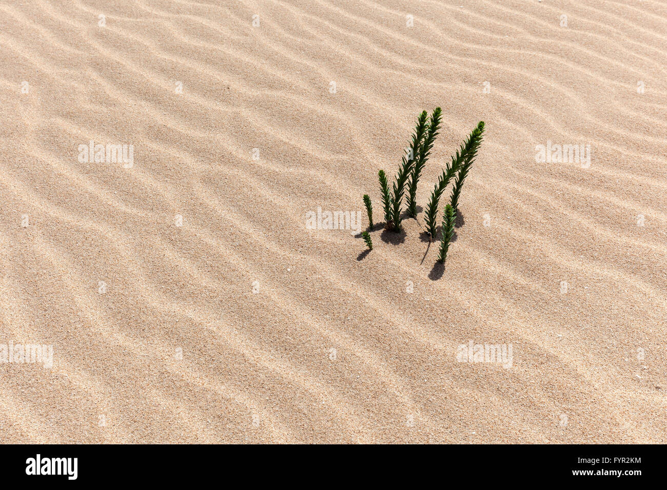 Ononis natrix (Ononis natrix) dans les dunes de l'errance d'El Jable, Las Dunas de Corralejo, Fuerteventura, parc naturel de Corralejo Banque D'Images
