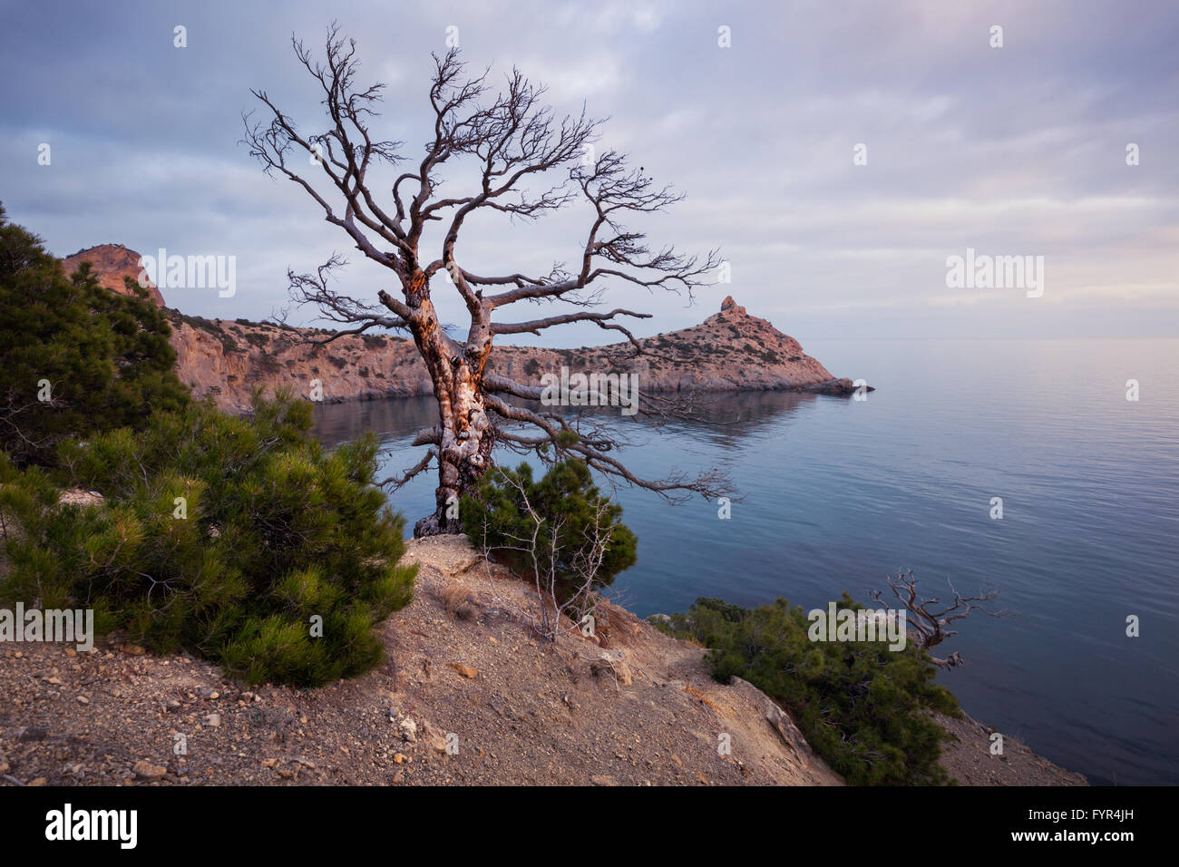 Vieil arbre sur la côte rocheuse de la mer Noire Banque D'Images