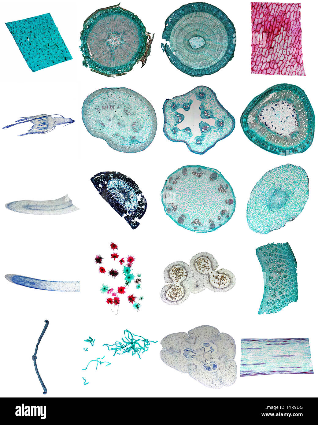 Micrograph Light Banque D'Images