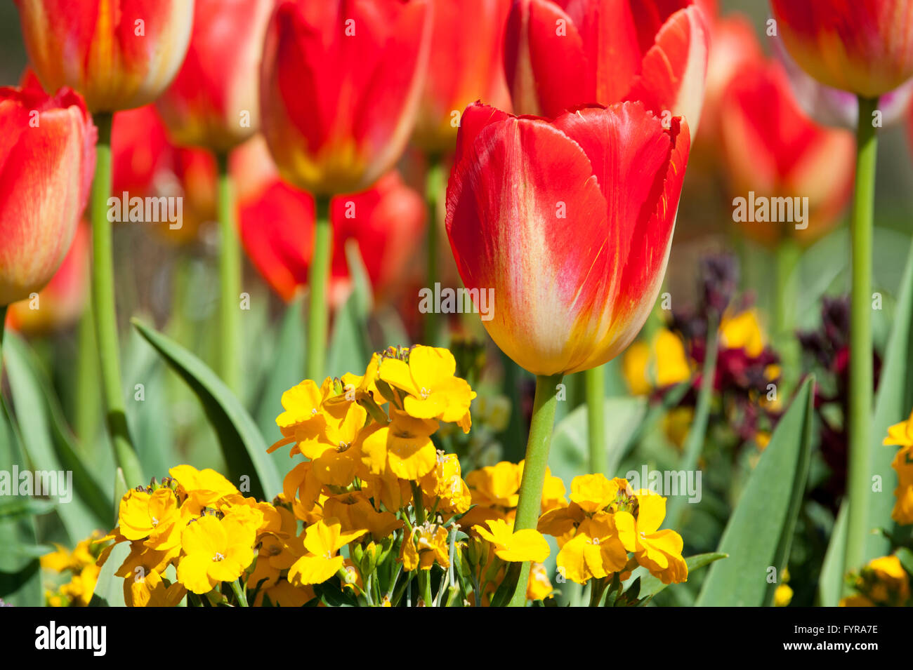 Tulipes rouges rêverie dans le jardin Banque D'Images