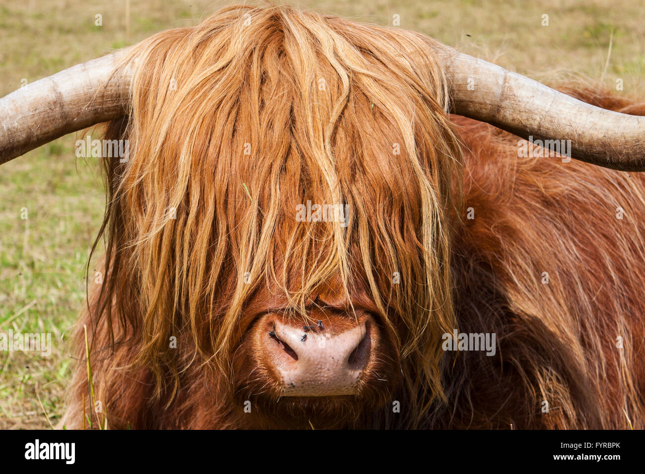 Scottish Highland Cow en Ecosse Banque D'Images