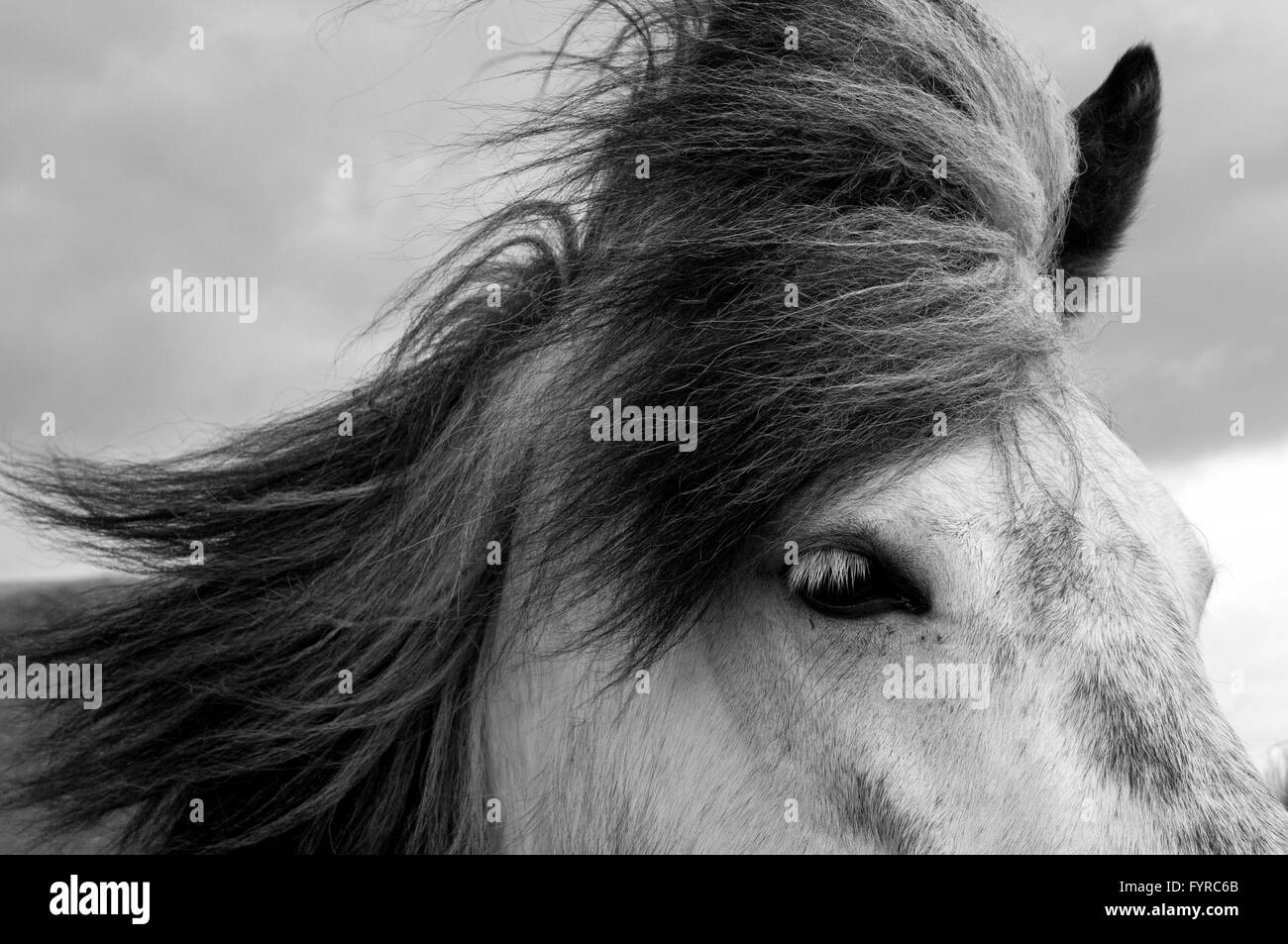 Portrait de cheval Banque D'Images