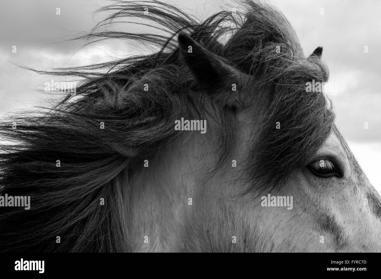 Cheval, gros plan Banque D'Images