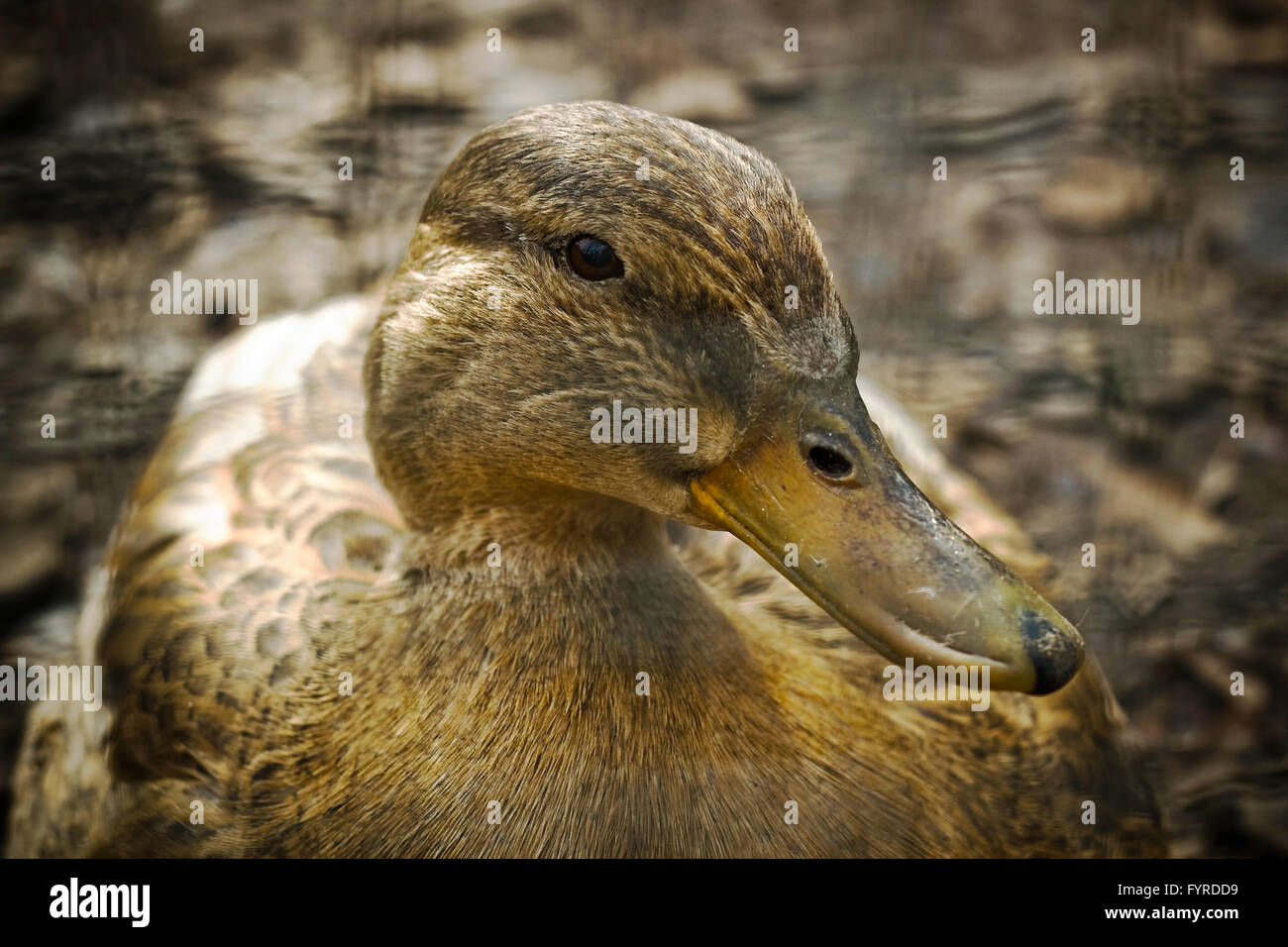 Canard femelle Banque D'Images