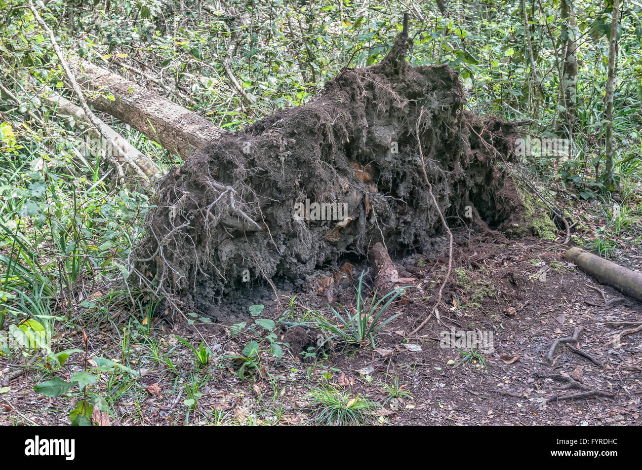 Un arbre tombé montrant le système racinaire superficiel d'un arbre forestier la forêt Tsitsikama Banque D'Images