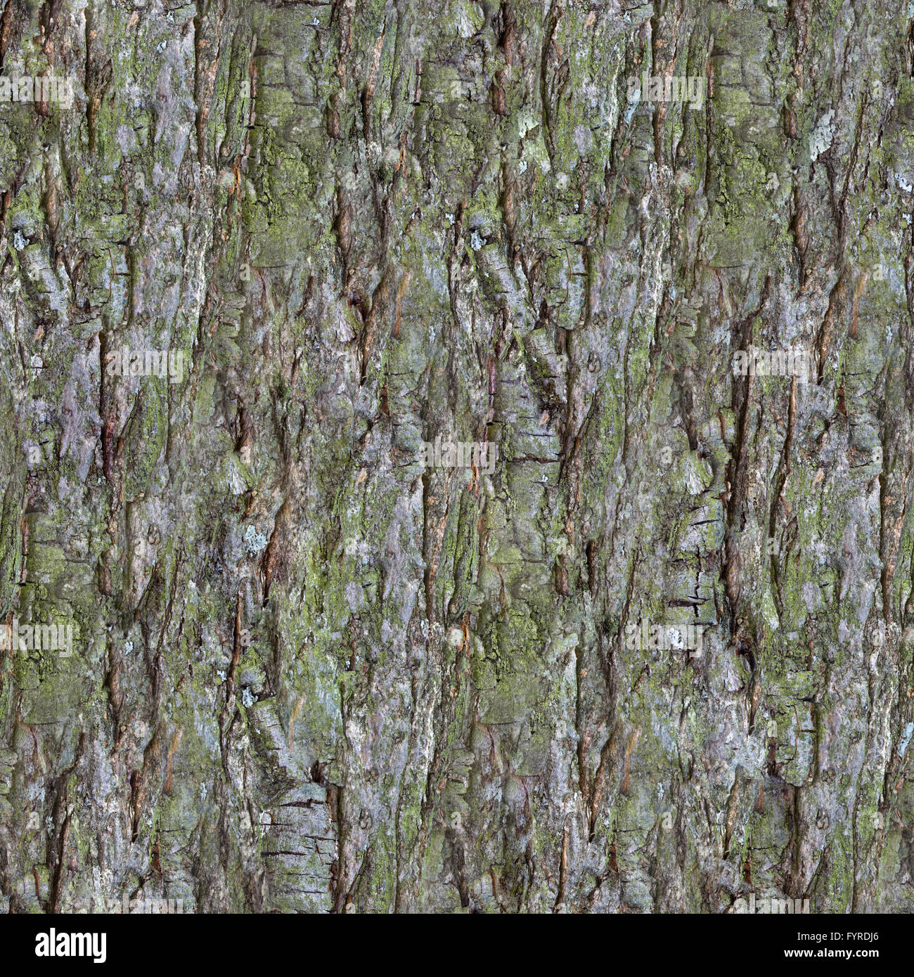 L'écorce de pin Seamless Texture Banque D'Images