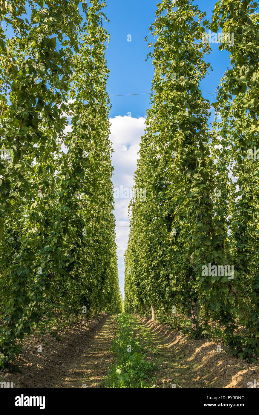 Plantation de houblon en Bavière, Allemagne Banque D'Images