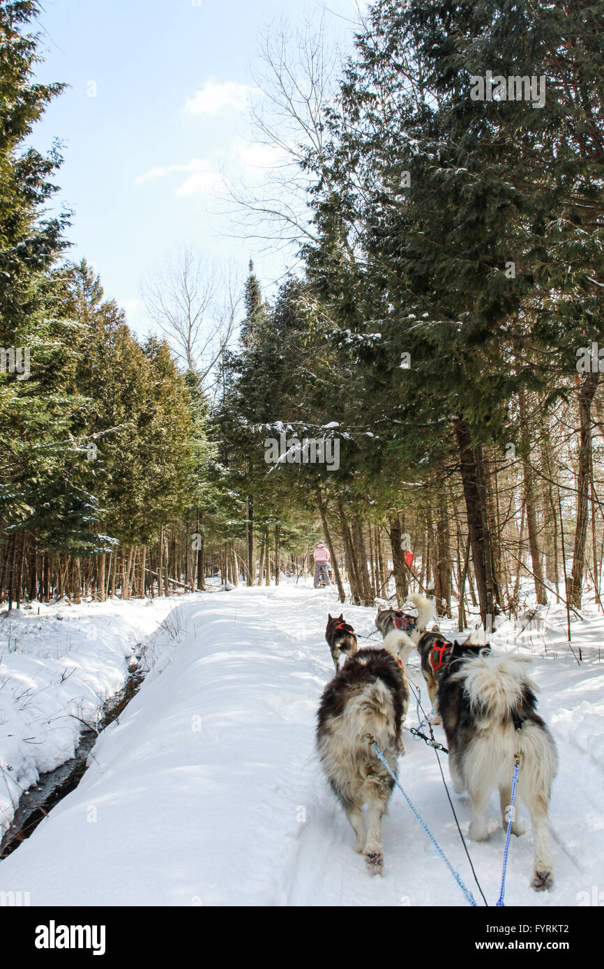 Un traîneau à chiens camp à Plessisville, Québec. Le Canada. Banque D'Images