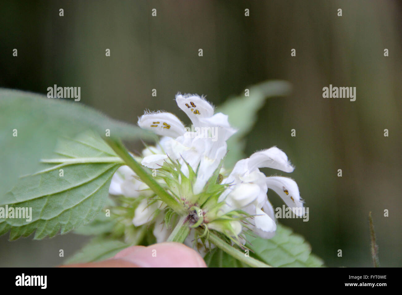 Ortie blanche Lamium album, plante herbacée vivace, avec 4 tiges à angle, doucement les feuilles velues dentées, fleurs blanches Banque D'Images