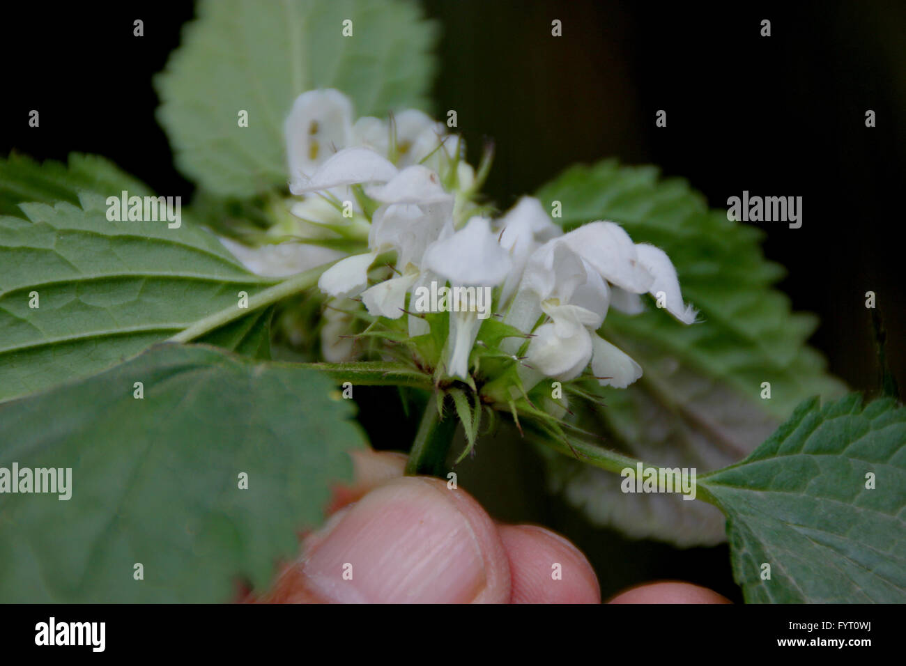 Ortie blanche Lamium album, plante herbacée vivace, avec 4 tiges à angle, doucement les feuilles velues dentées, fleurs blanches Banque D'Images
