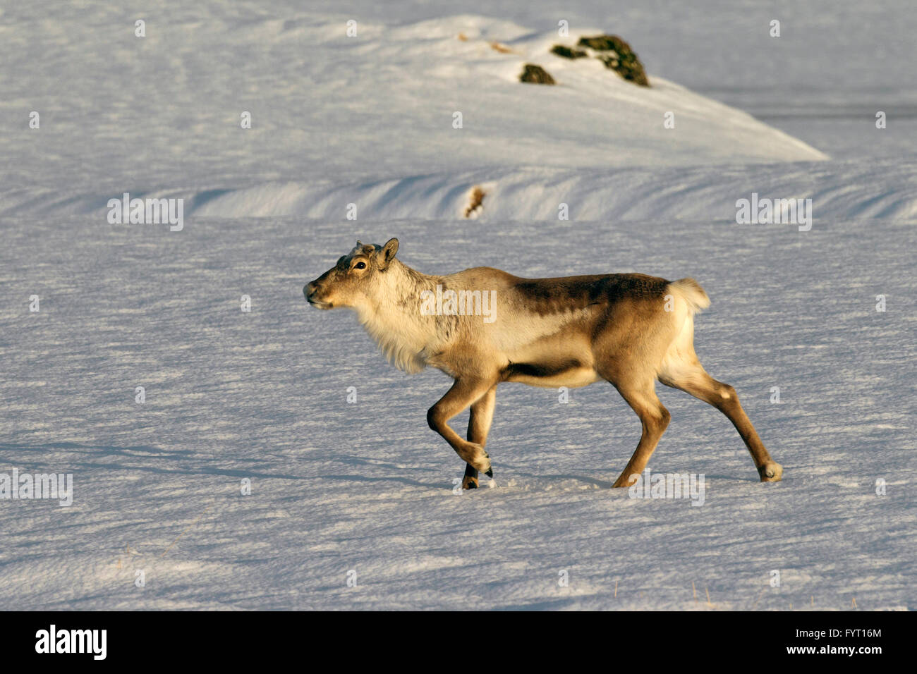 Le renne (Rangifer tarandus) sans panache de nourriture dans la neige paysage d'hiver, l'Islande Banque D'Images