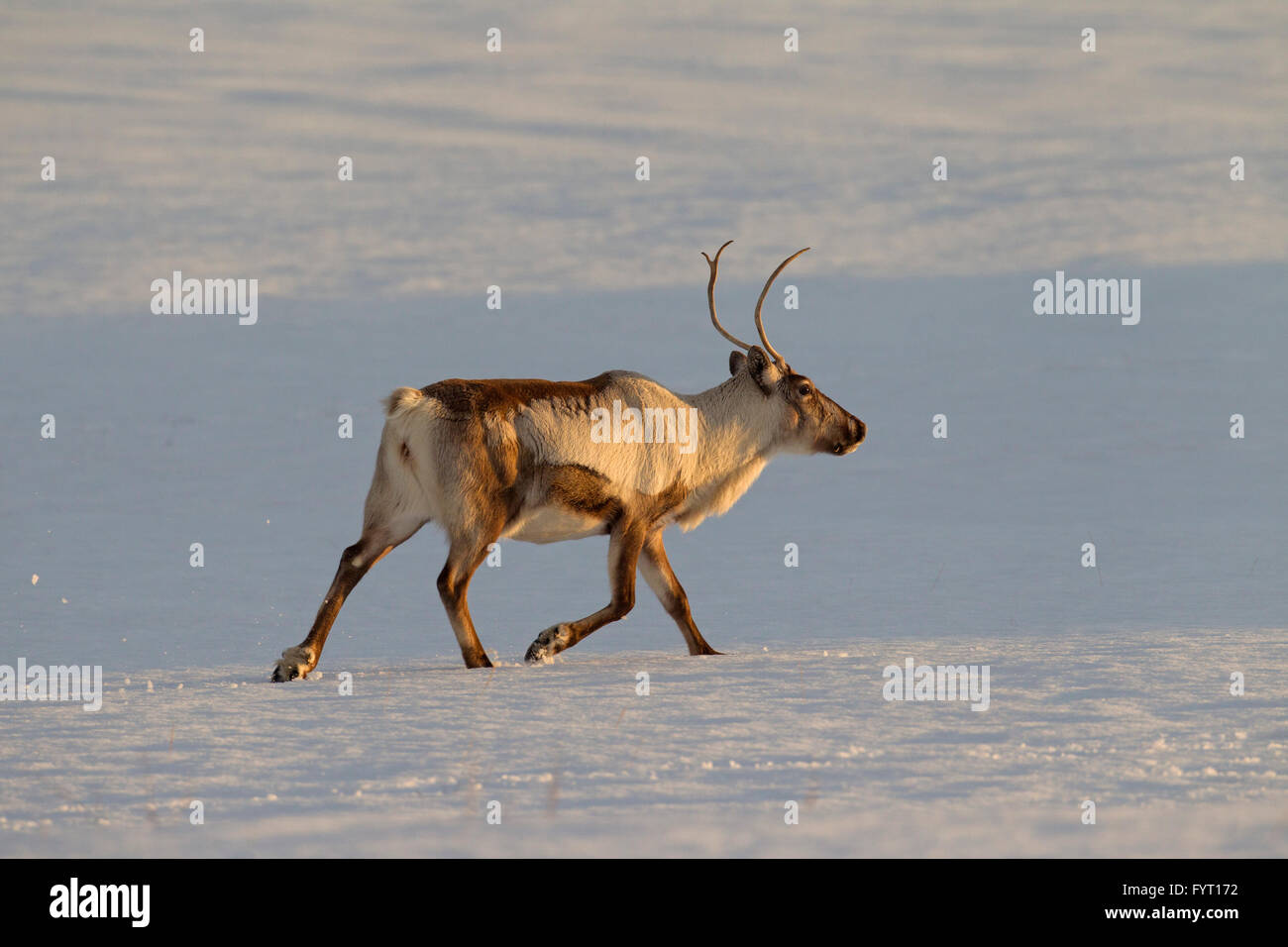 Le renne (Rangifer tarandus) fonctionnant sous la neige paysage d'hiver, l'Islande Banque D'Images