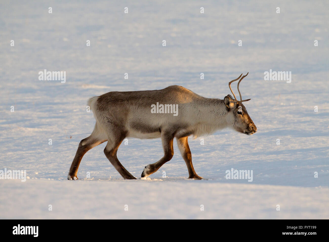 Le renne (Rangifer tarandus) de nourriture dans la neige paysage d'hiver, l'Islande Banque D'Images