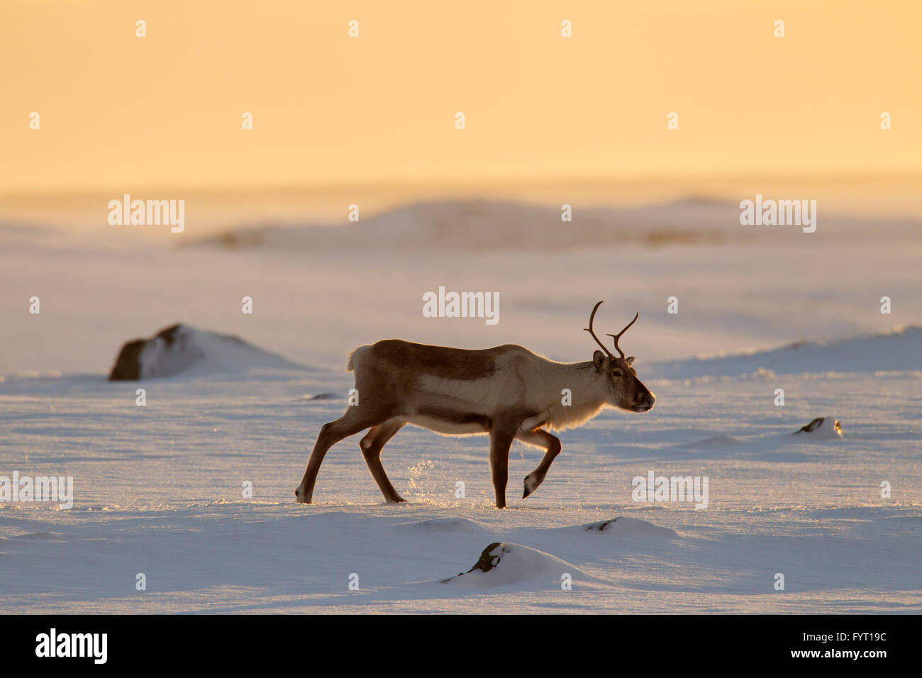 Le renne (Rangifer tarandus) de nourriture dans la neige paysage d'hiver au coucher du soleil, de l'Islande Banque D'Images