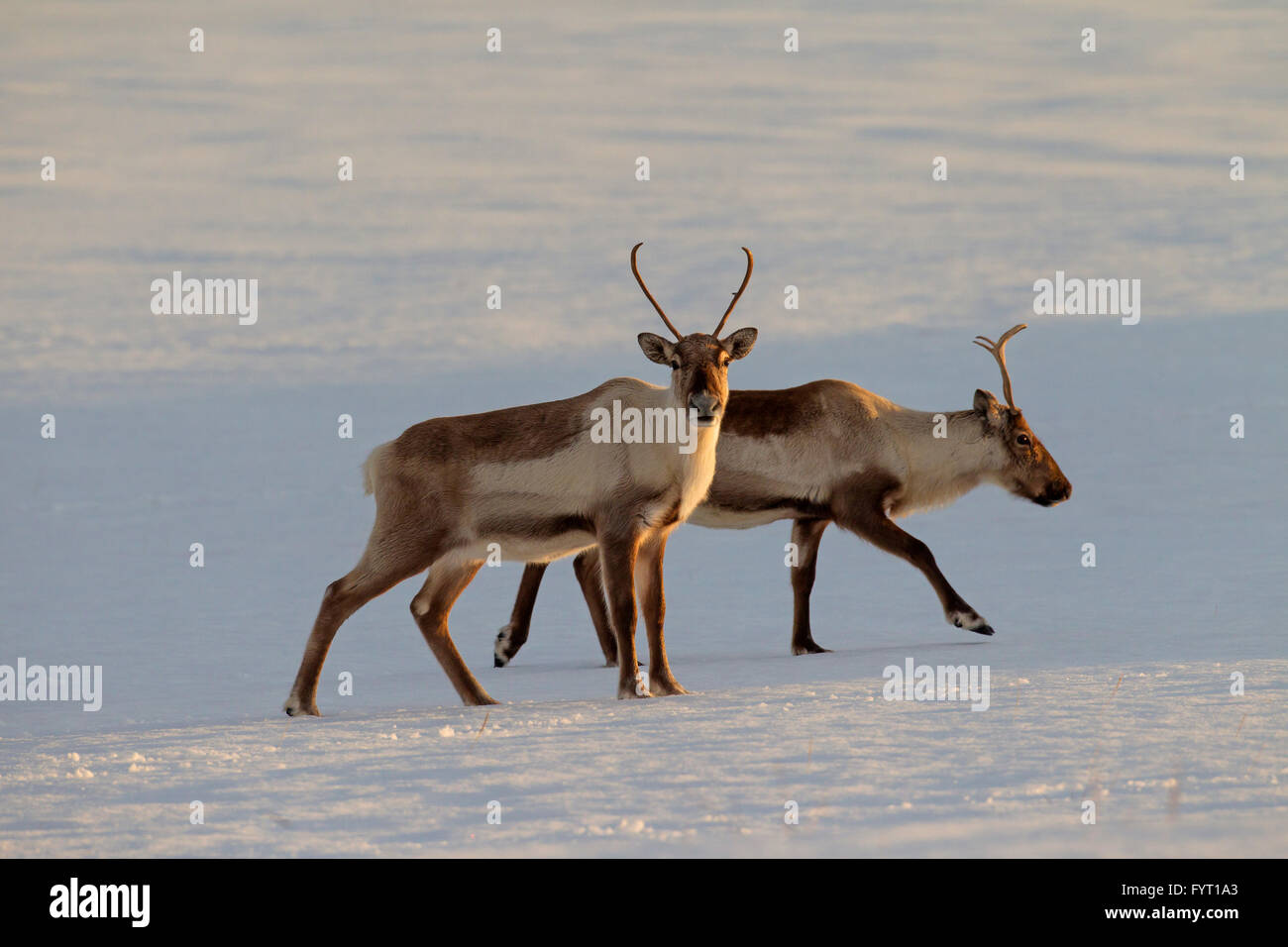 Deux renne (Rangifer tarandus) de nourriture dans la neige paysage d'hiver, l'Islande Banque D'Images