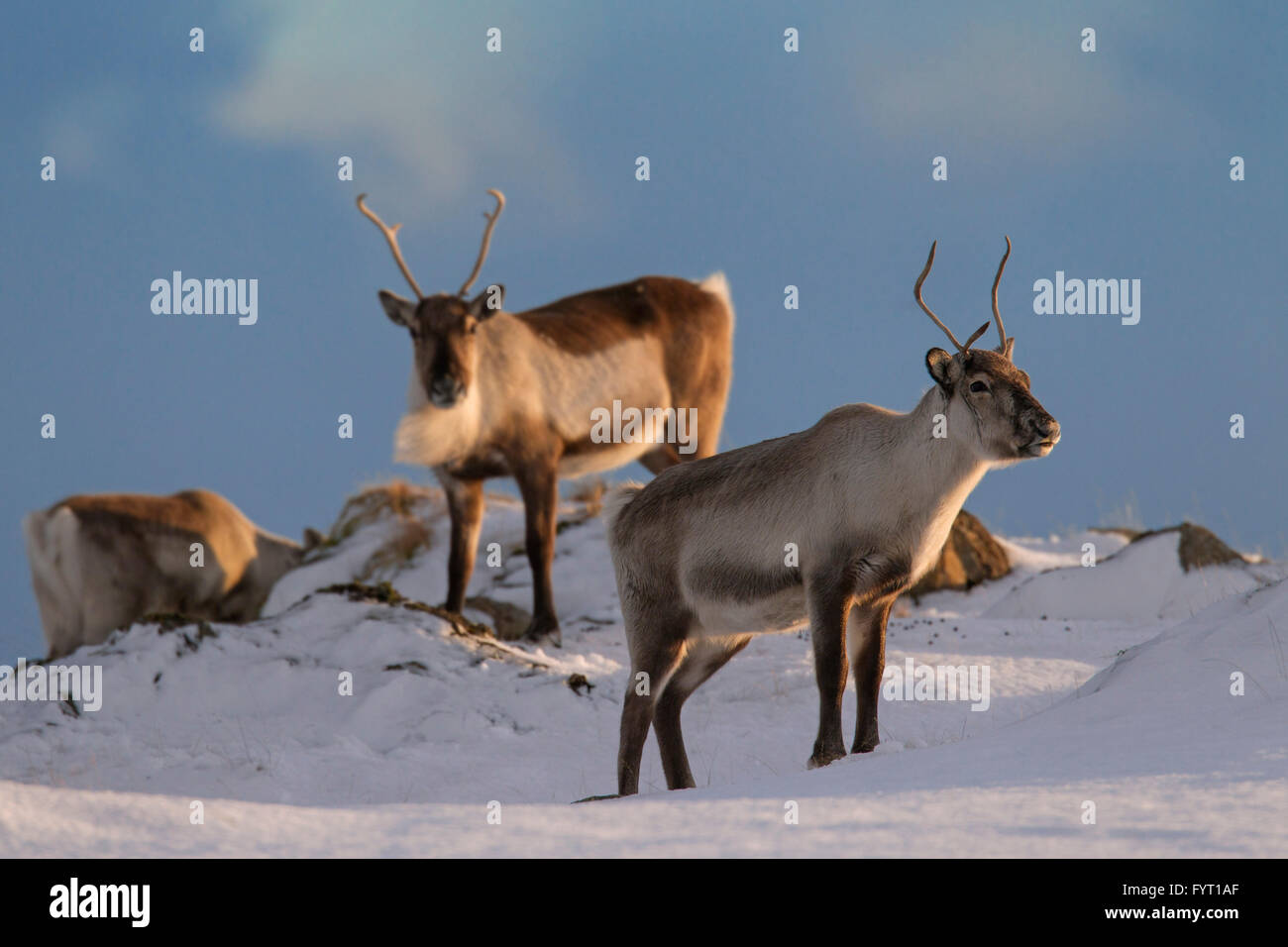 Trois renne (Rangifer tarandus) de nourriture dans la neige paysage d'hiver, l'Islande Banque D'Images