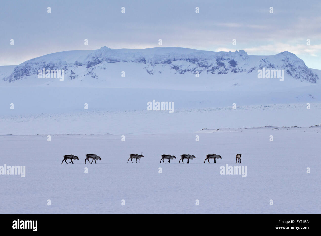 Le renne (Rangifer tarandus) troupeau de nourriture dans la neige paysage d'hiver, l'Islande Banque D'Images