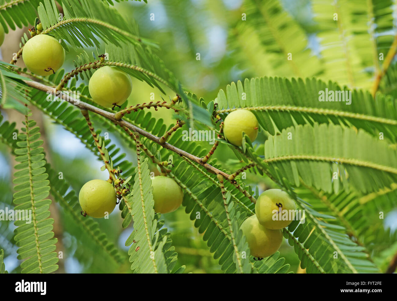 Indian gooseberry, Phyllanthus emblica, également appelé amla en hindi. Ingrédient essentiel de plantes médicinales traditionnelles indiennes Banque D'Images