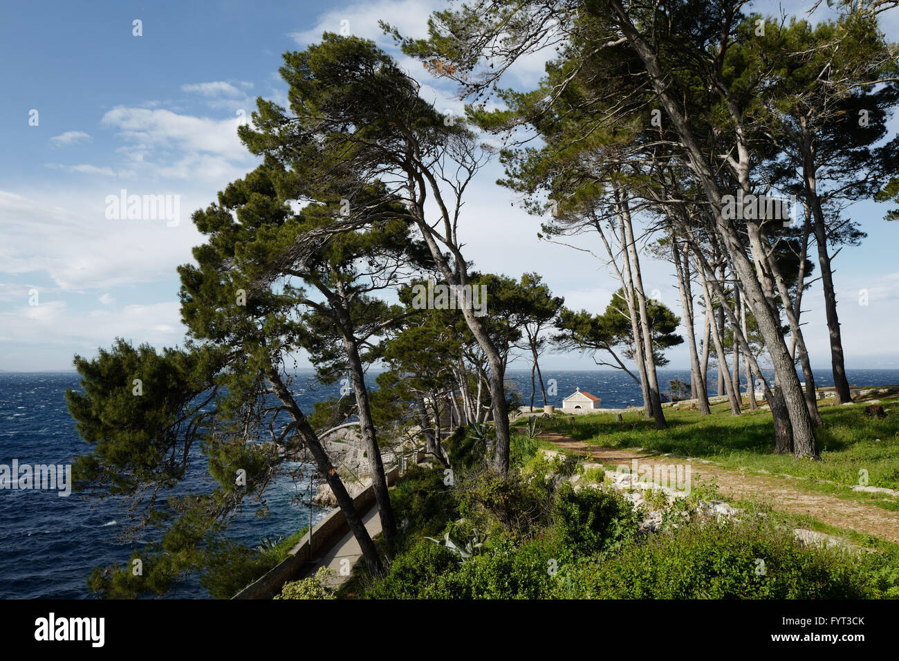 Pins sur la côte près de la baie de Cikat, Losinj, Croatie Banque D'Images