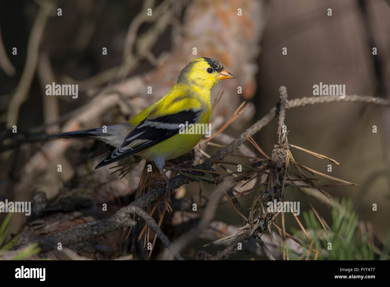 Male Chardonneret jaune (Carduelis tristis) au printemps Banque D'Images