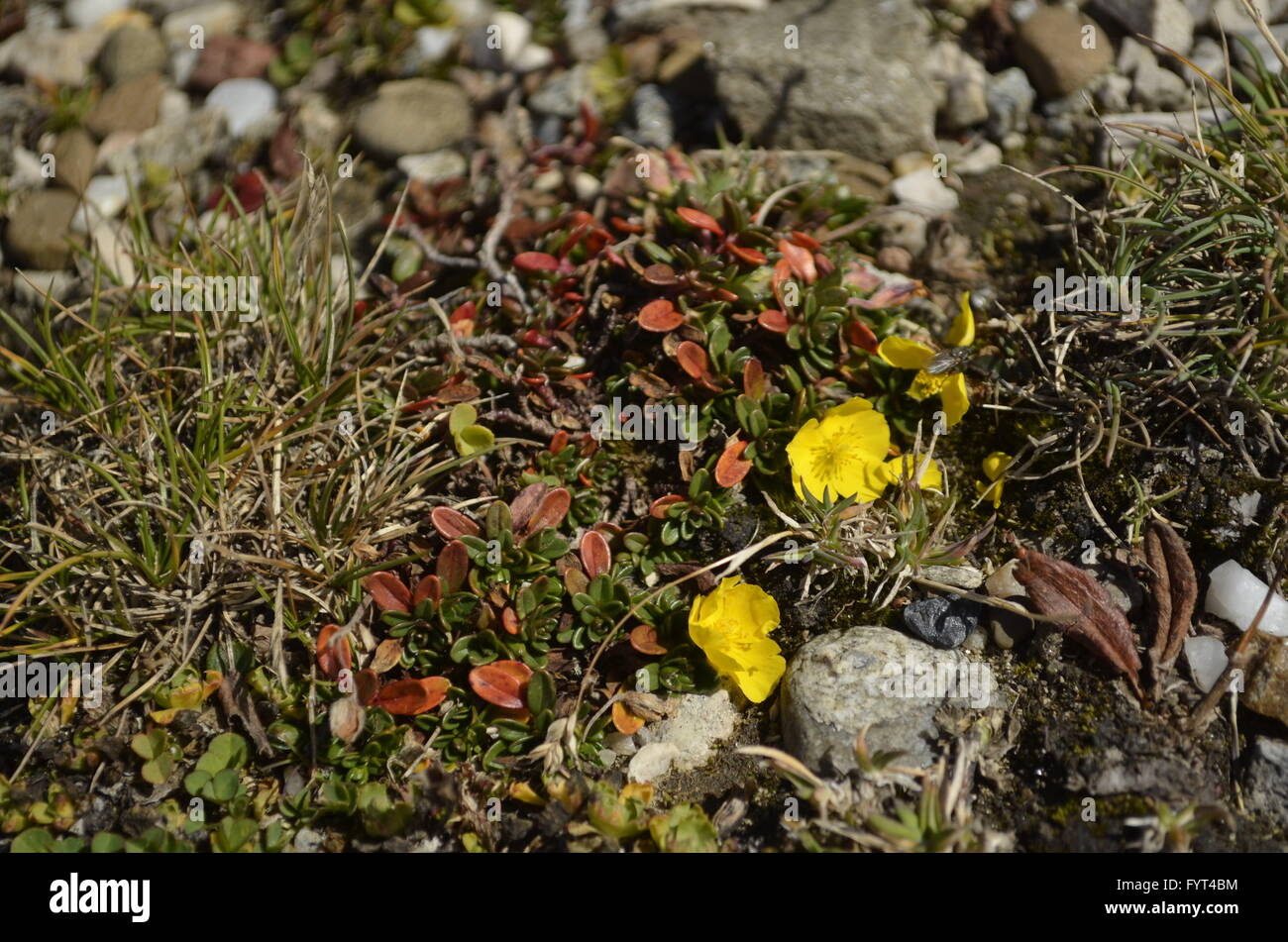 Les petites fleurs de montagne jaune Banque D'Images