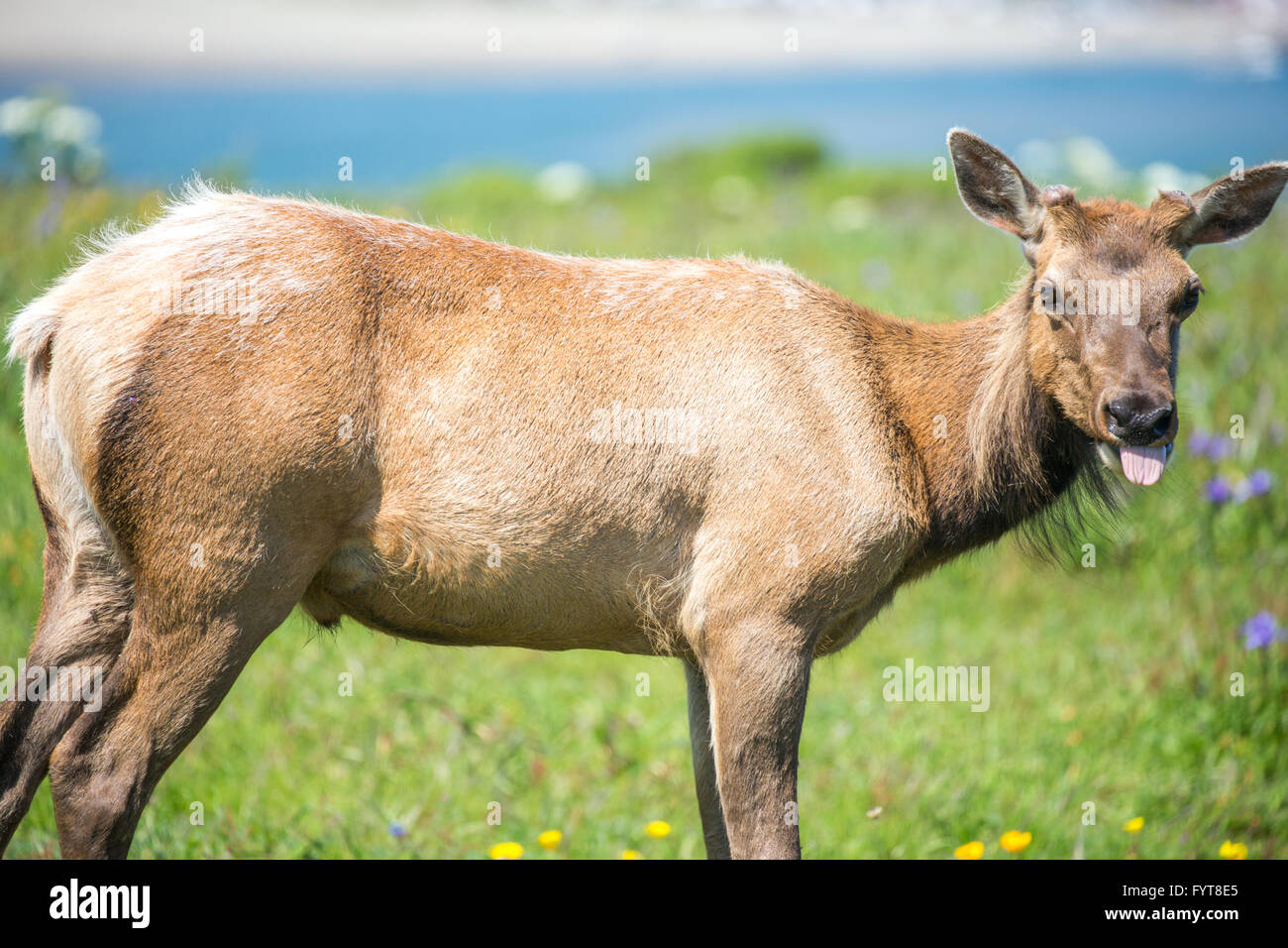 Vache wapiti de Tule (Cervus canadensis nannodes) Sticking Out Tongue. Banque D'Images