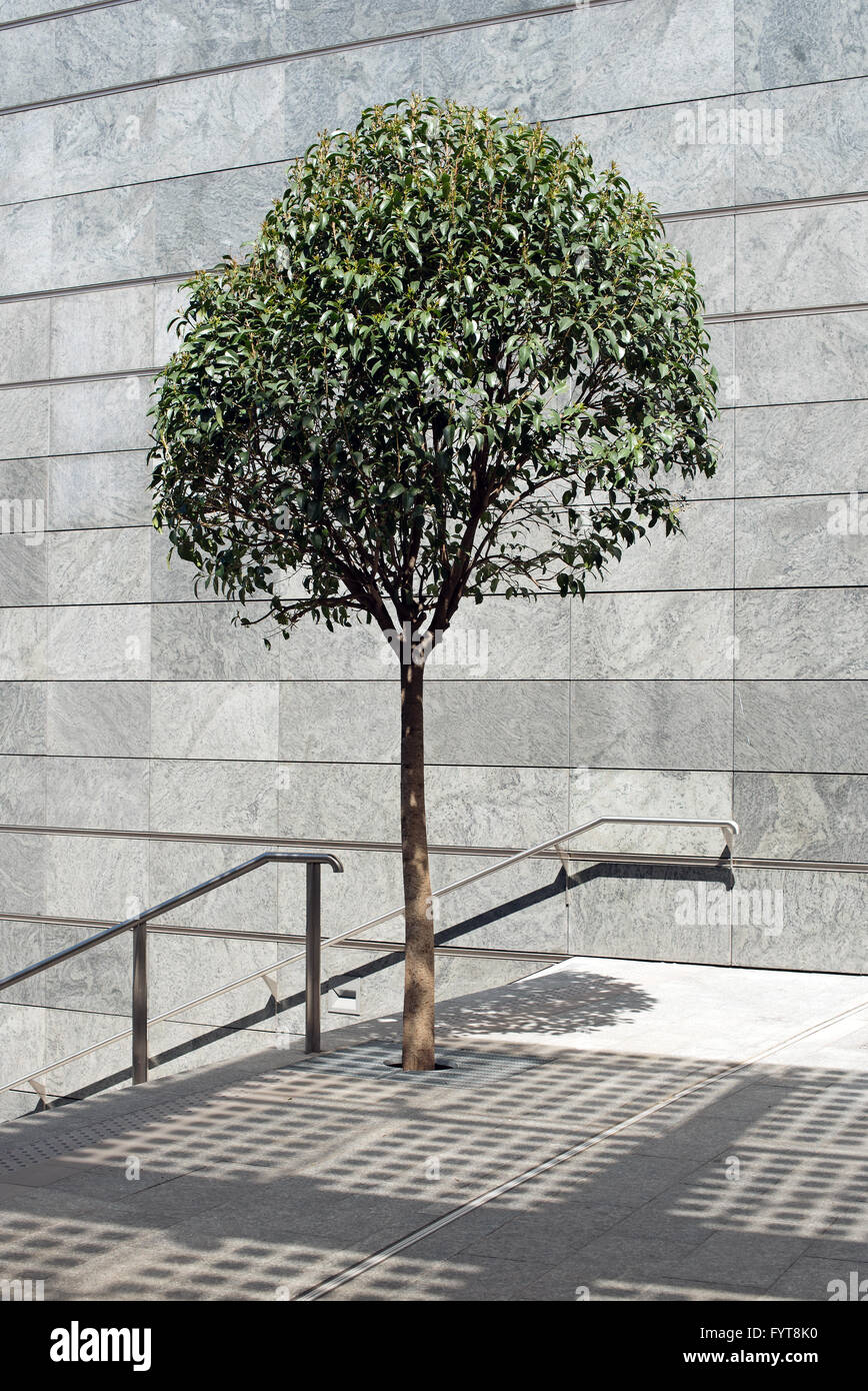 Petit arbre sur un atterrissage sur un escalier urbain en plein air Banque D'Images