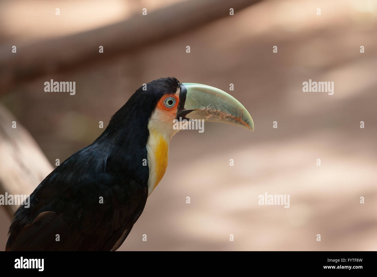 L'oiseau au plumage coloré Banque D'Images