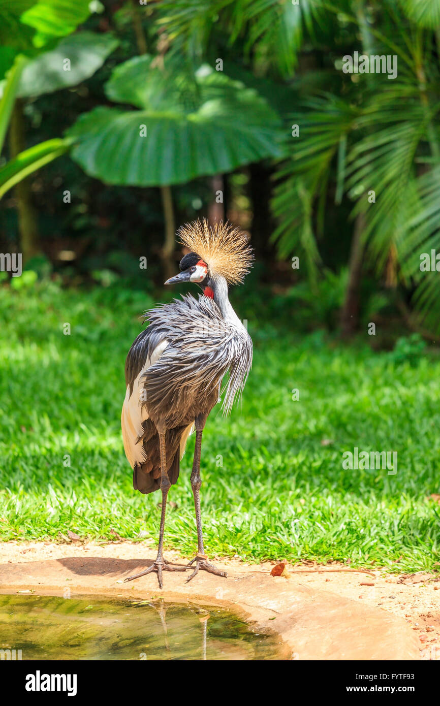 Oiseau pittoresque Banque D'Images
