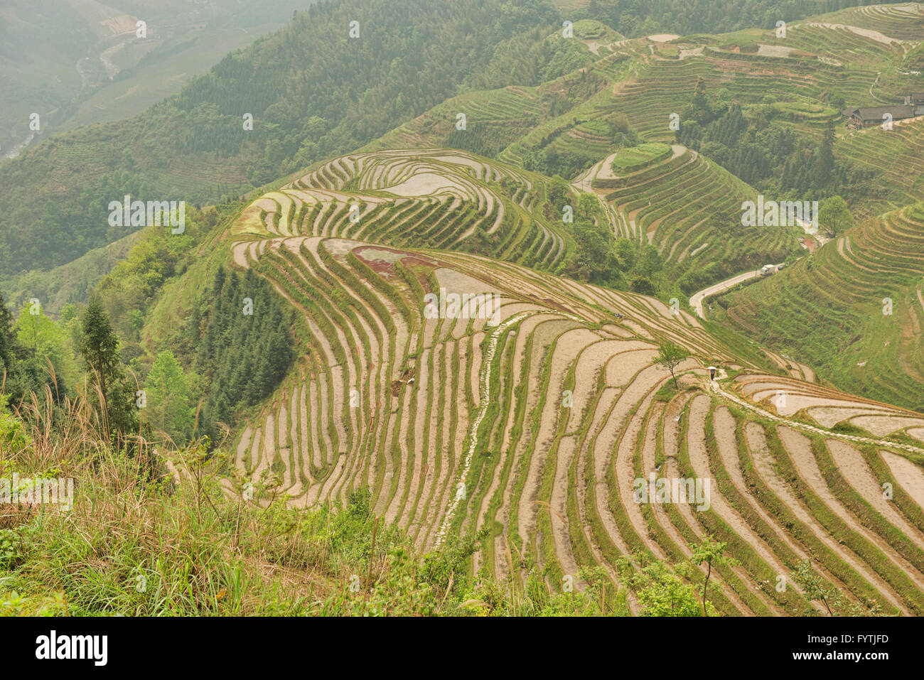 Les magnifiques rizières en terrasse de Ping'an dans la région autonome du Guangxi, Longji, Chine Banque D'Images