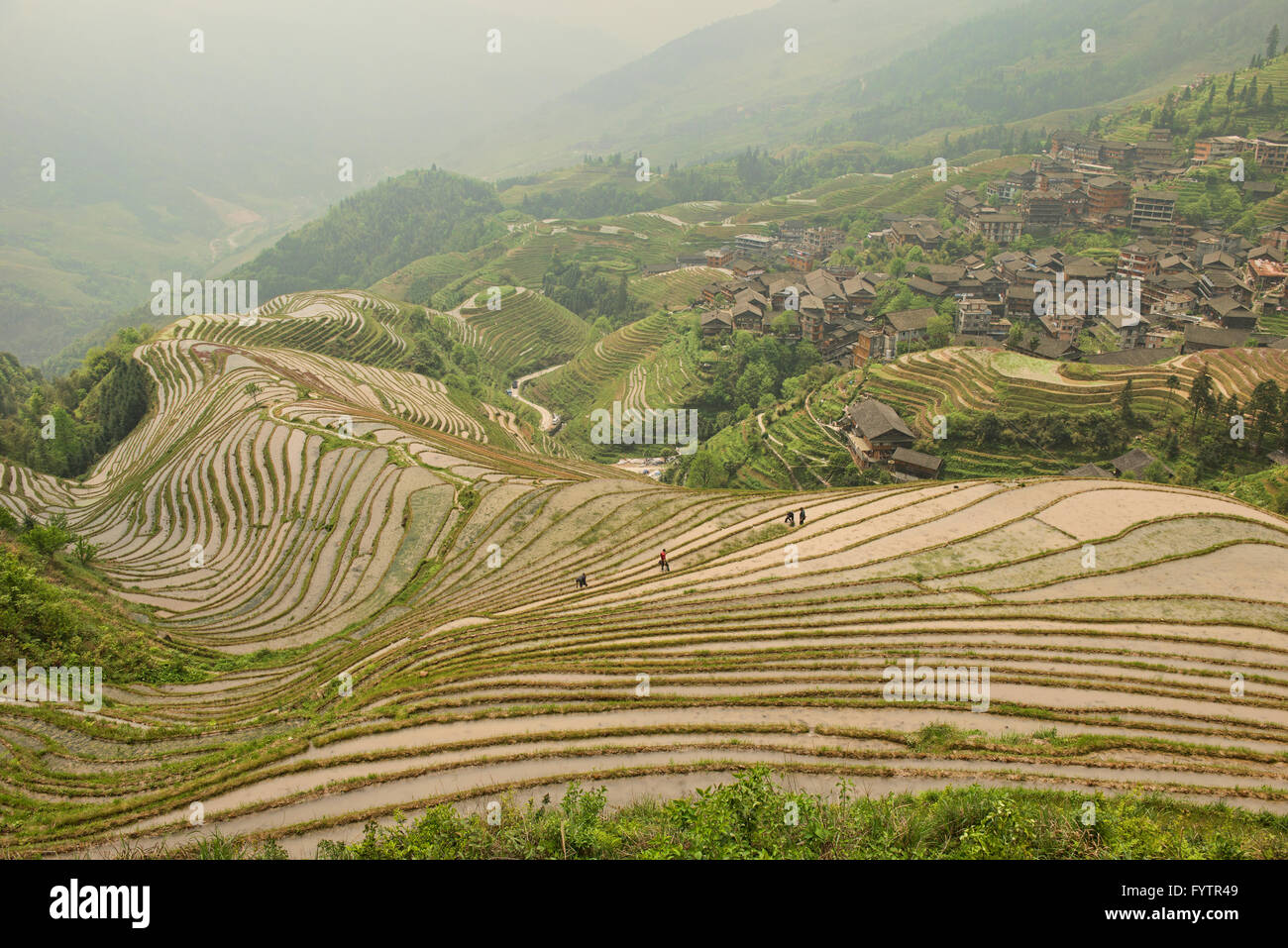 Les magnifiques rizières en terrasse de Ping'an dans la région autonome du Guangxi, Longji, Chine Banque D'Images