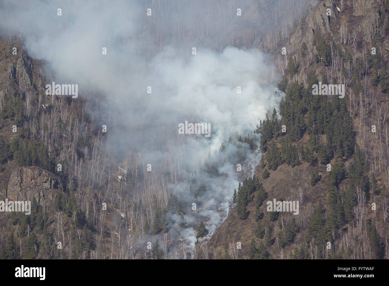 Incendie dans la forêt Banque D'Images