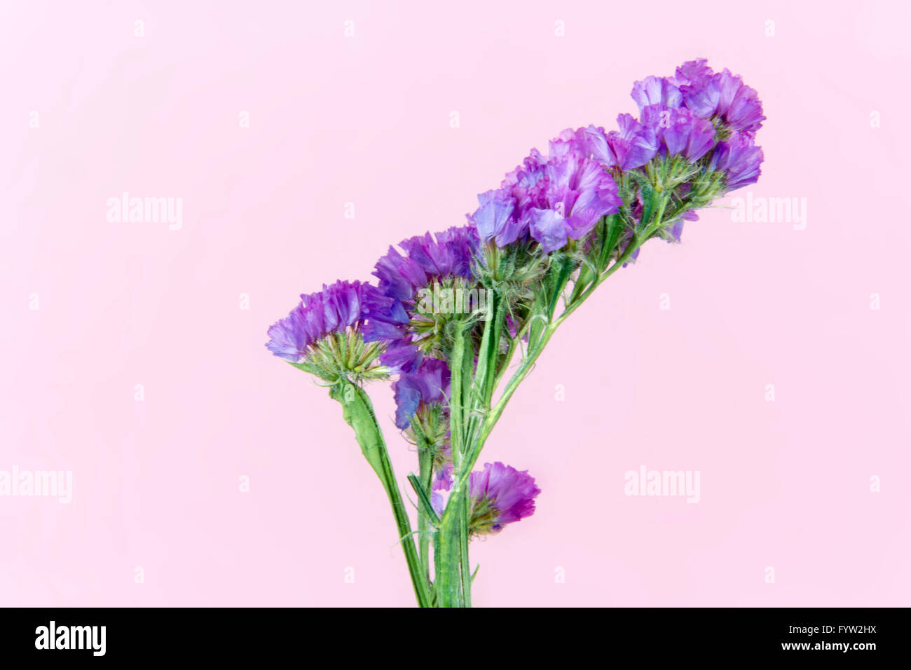 Plante, fleur, fleur, fleur, flore, fleurs sèches, sur fond rose Banque D'Images