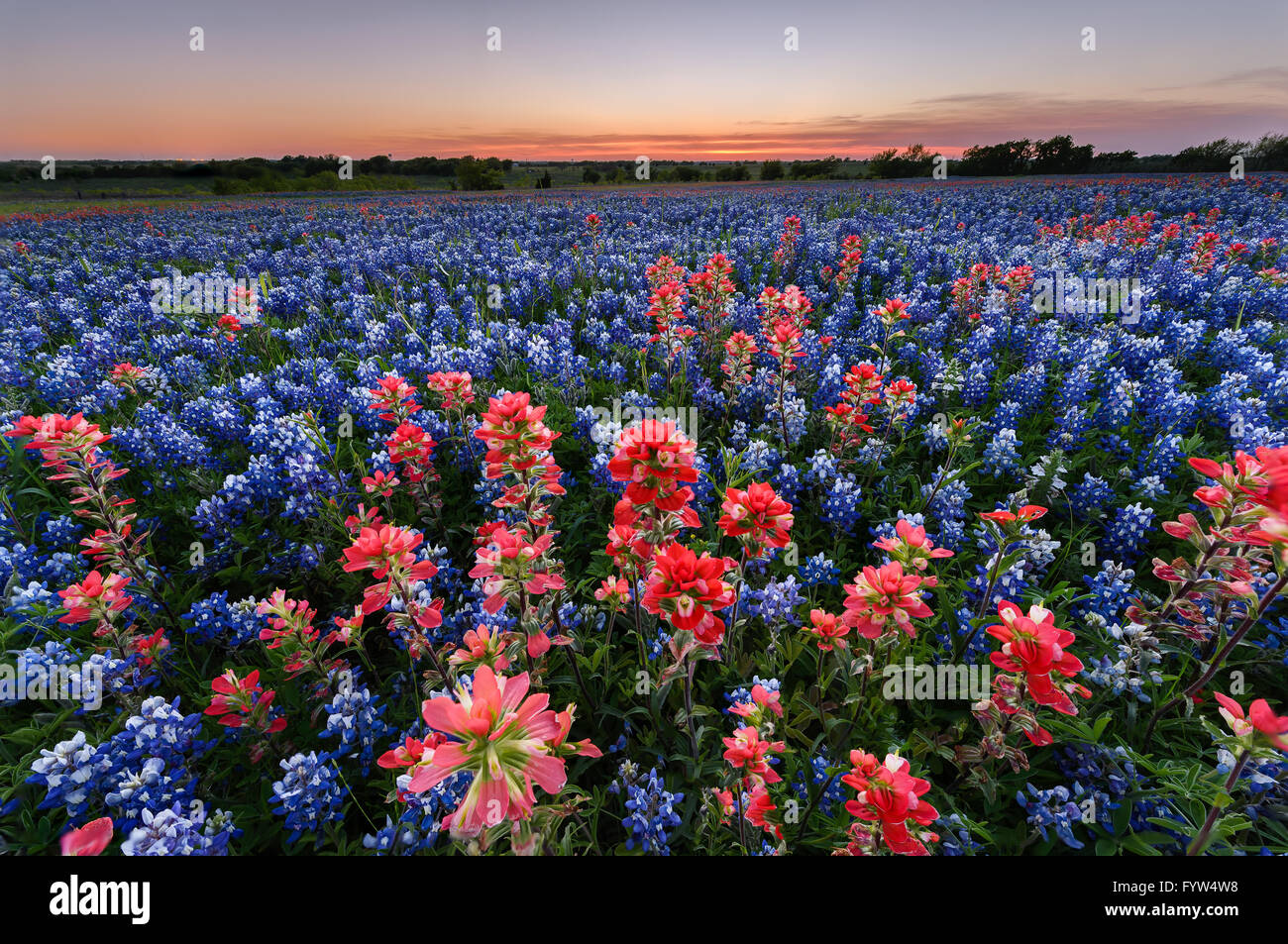 Fleurs sauvages à Ennis Bluebonnet City, Texas, USA, au coucher du soleil, au crépuscule Banque D'Images