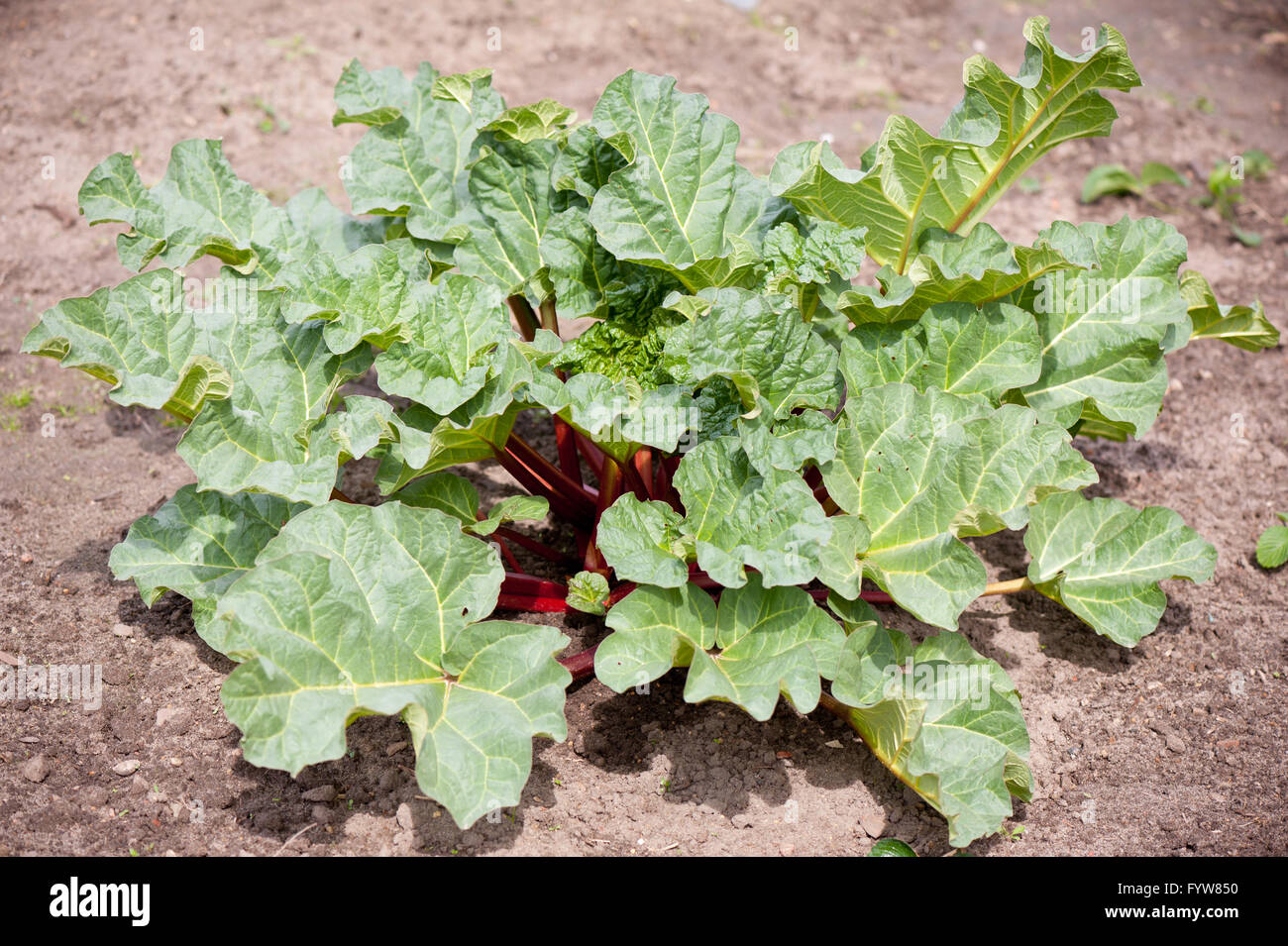 Les feuilles de rhubarbe croissante bunch, Rheum rhabarbarum feuillage vert culinaire de légumes dans le sol, la végétation luxuriante récolte dans une cour privée. Banque D'Images