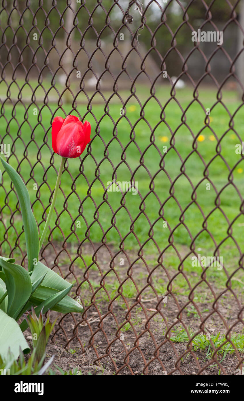 Tulipe rouge unique et de clôture, la floraison du printemps plant grow lonely près du grillage dans cour privée, fleur qui s'épanouit en Avril Banque D'Images