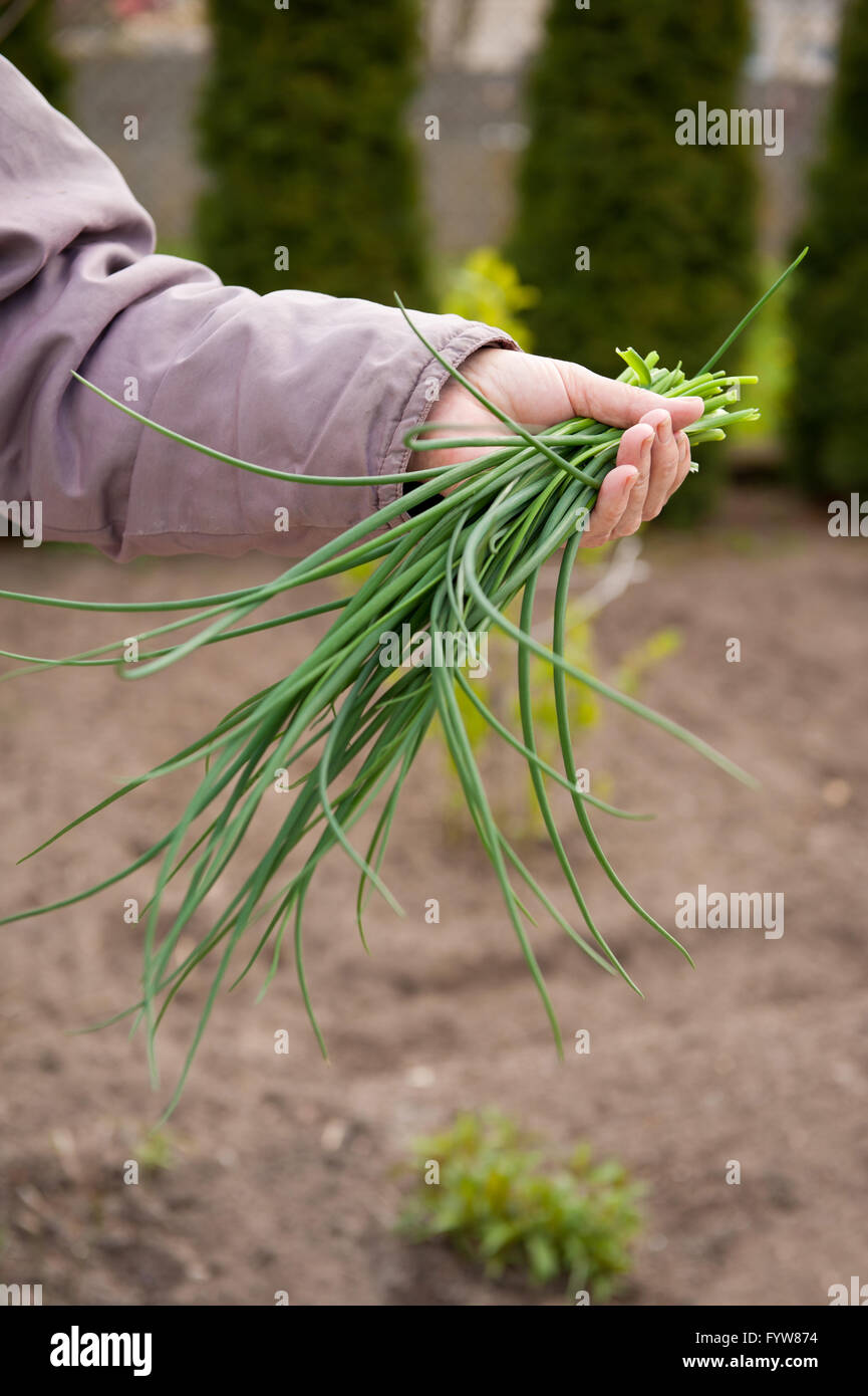 La ciboulette feuilles fraîches de la récolte, woman holding green culinaire plantes coupées bouquet dans la main en cour arrière privée, orientation verticale. Banque D'Images