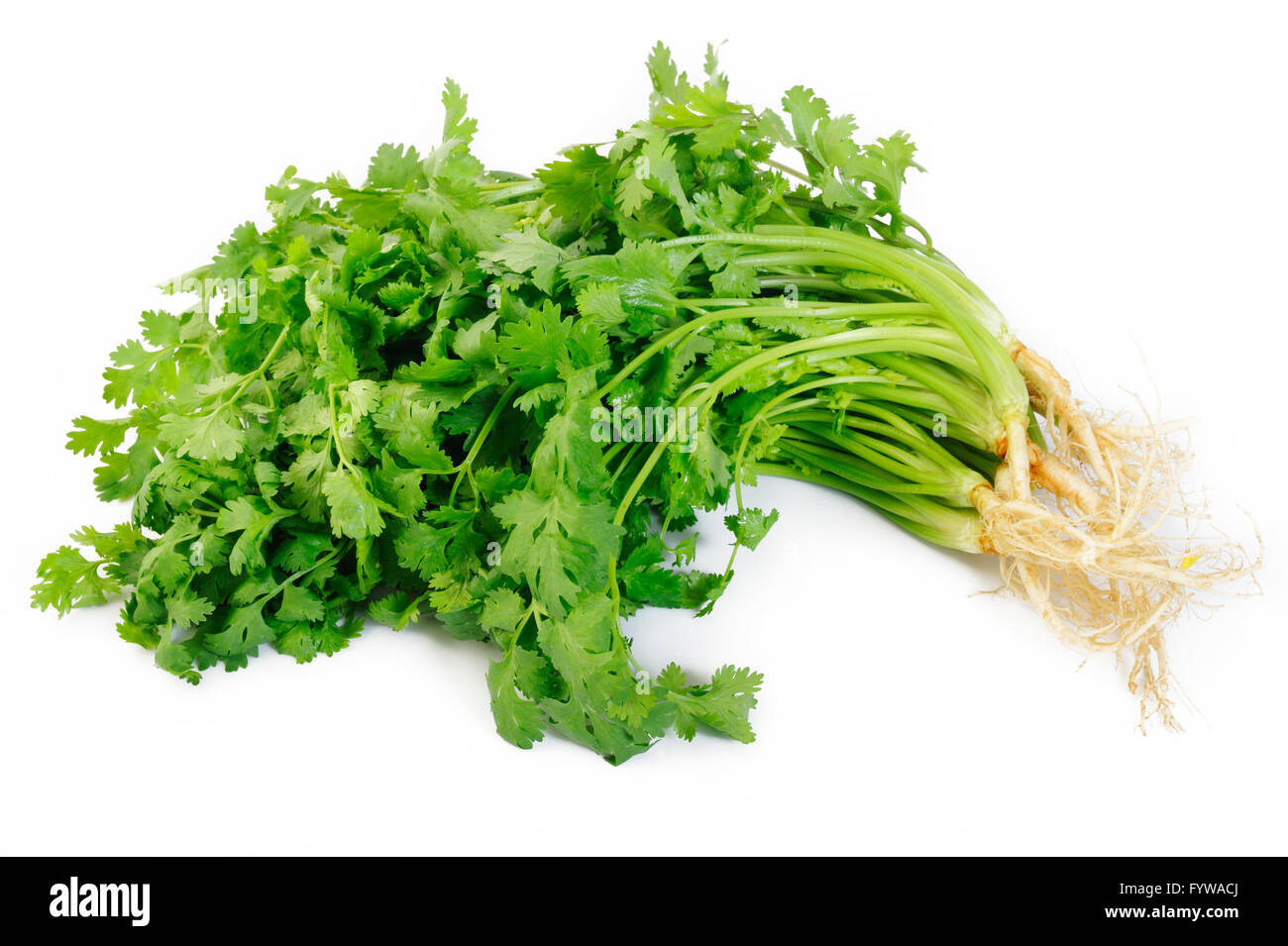 La coriandre sur fond blanc Banque D'Images