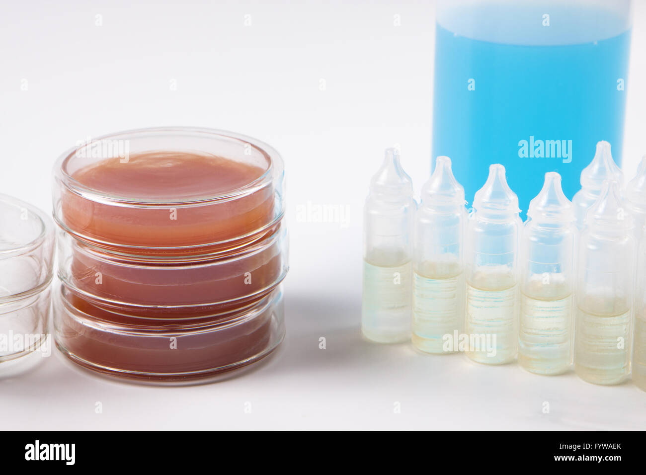 Petri dish Banque D'Images