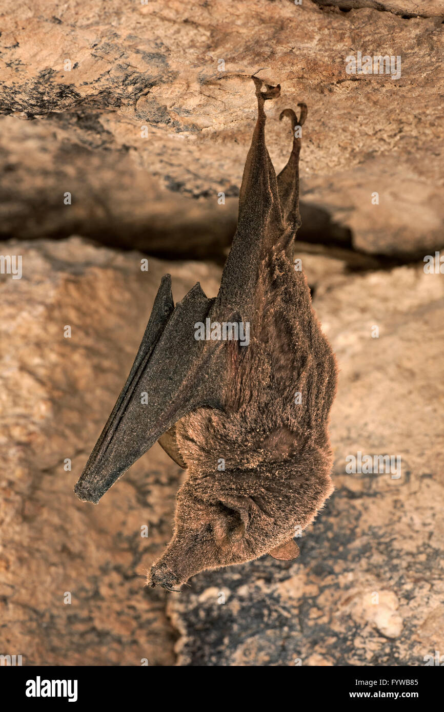 Long-Nose moindre en hibernation (Bat et couvert de poussière) - Leptonycteris yerbabuenae Banque D'Images