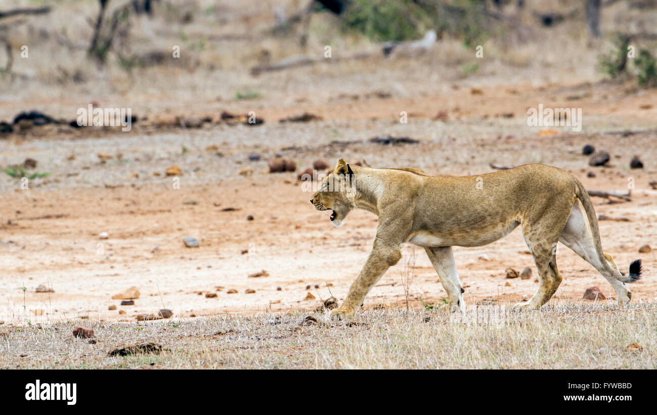 Lion parc national Kruger, Afrique du Sud ; espèce Panthera leo de la famille des félidés Banque D'Images