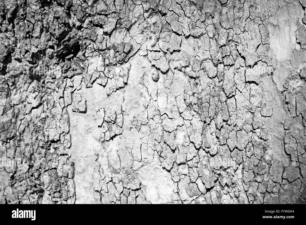 En Angleterre Londres vieille écorce et la texture du bois abstrait Banque D'Images