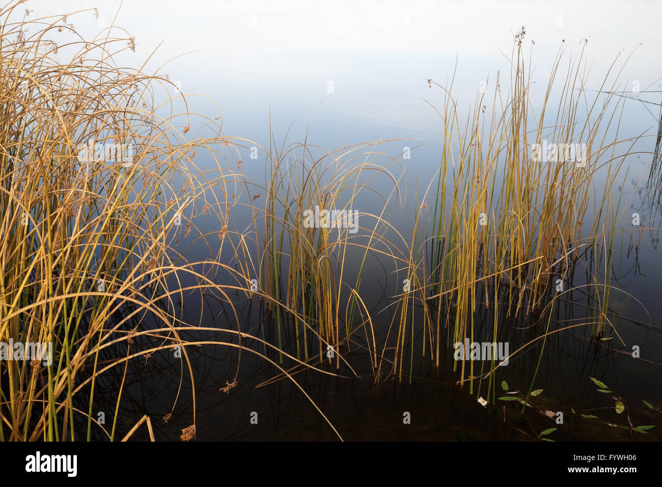 Plantes côtières à la fin de l'automne Banque D'Images