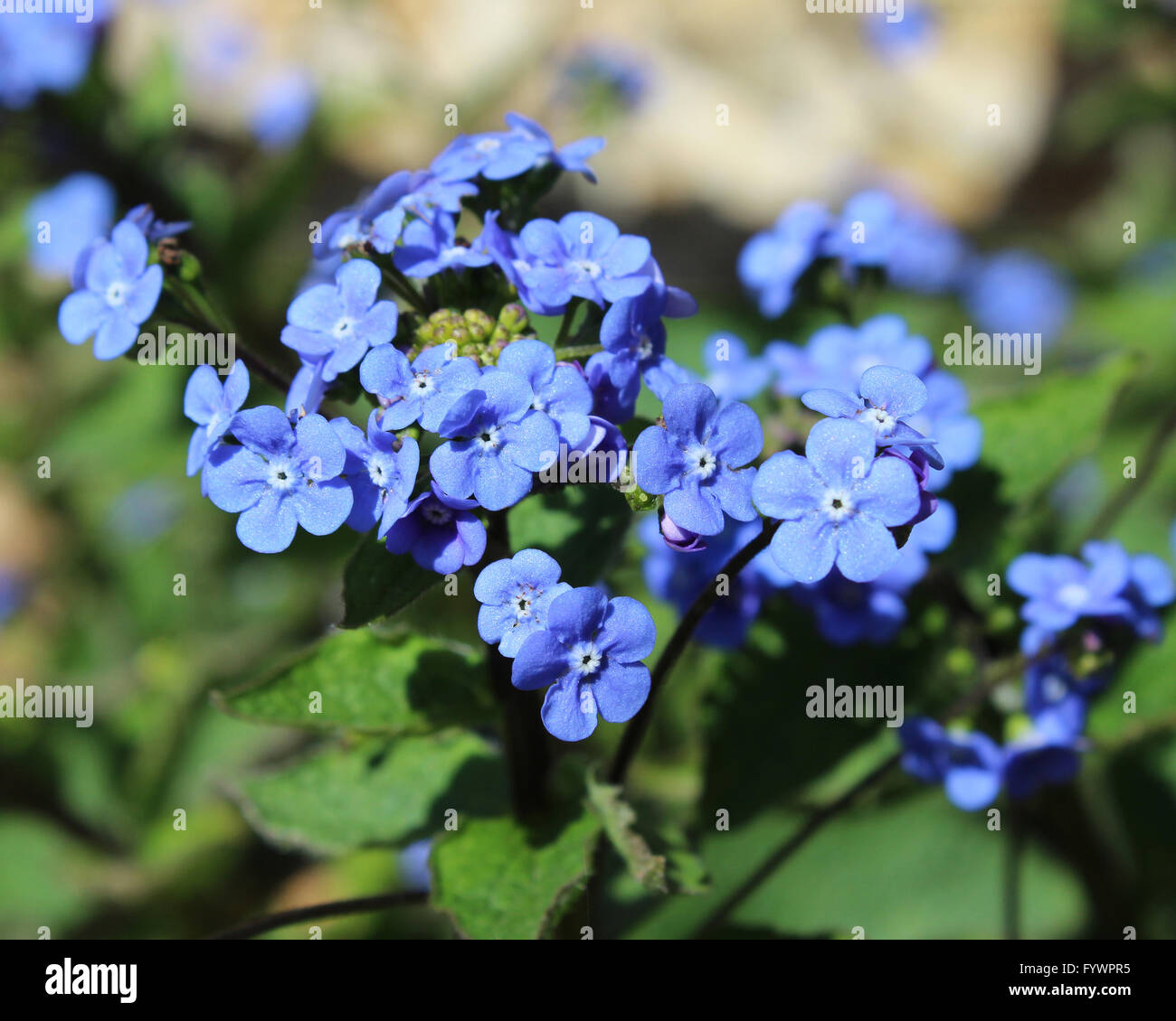 Les fleurs bleu vif de Brunnera macrophylla également connu sous le nom de Vipérine commune de Sibérie, Grand forget-me-not, ou Heartleaf. Banque D'Images