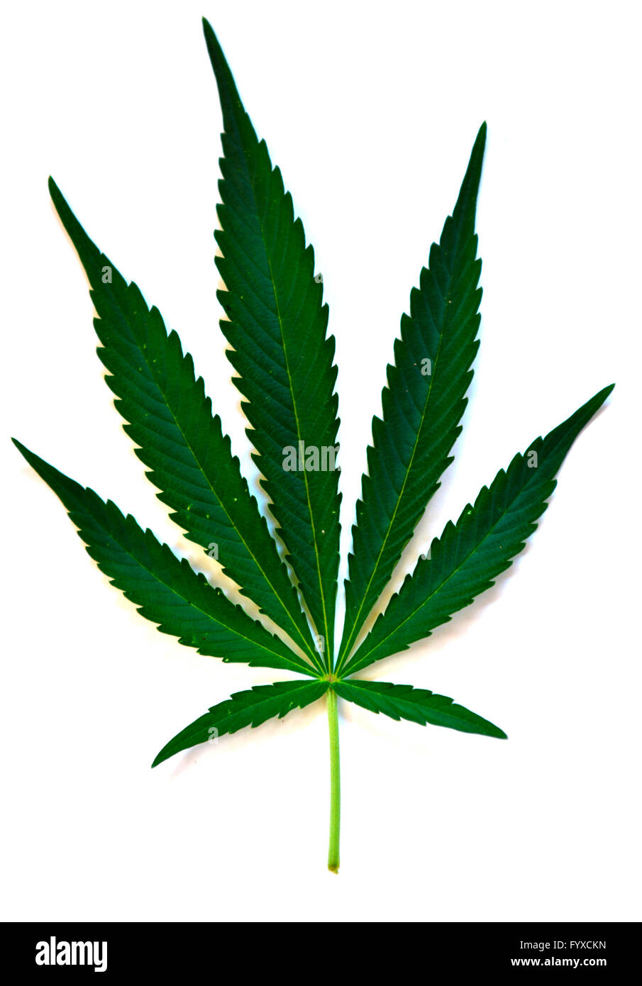 / Le Chanvre indien (Cannabis sativa, le Cannabis sativa) Banque D'Images