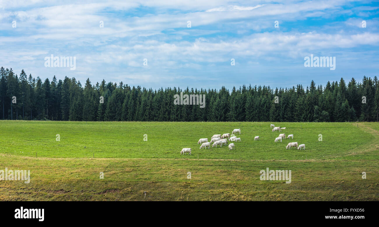 Vaches dans un champ vert Banque D'Images