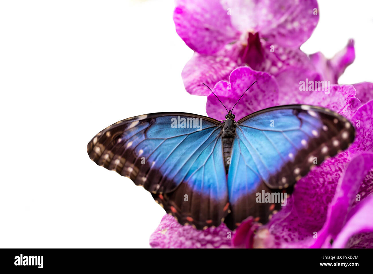 Closeup macro photo de papillon bleu Morpho Peleides sur orchid blossom, isolé sur fond blanc Banque D'Images