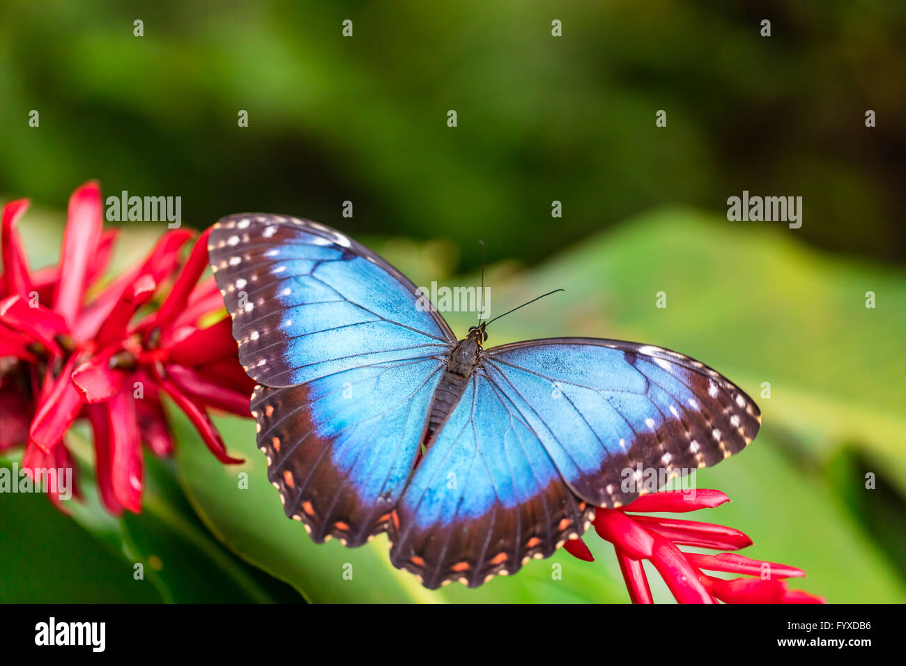 Closeup macro photo de Blue Morpho Peleides papillon sur feuille, faible profondeur de champ Banque D'Images