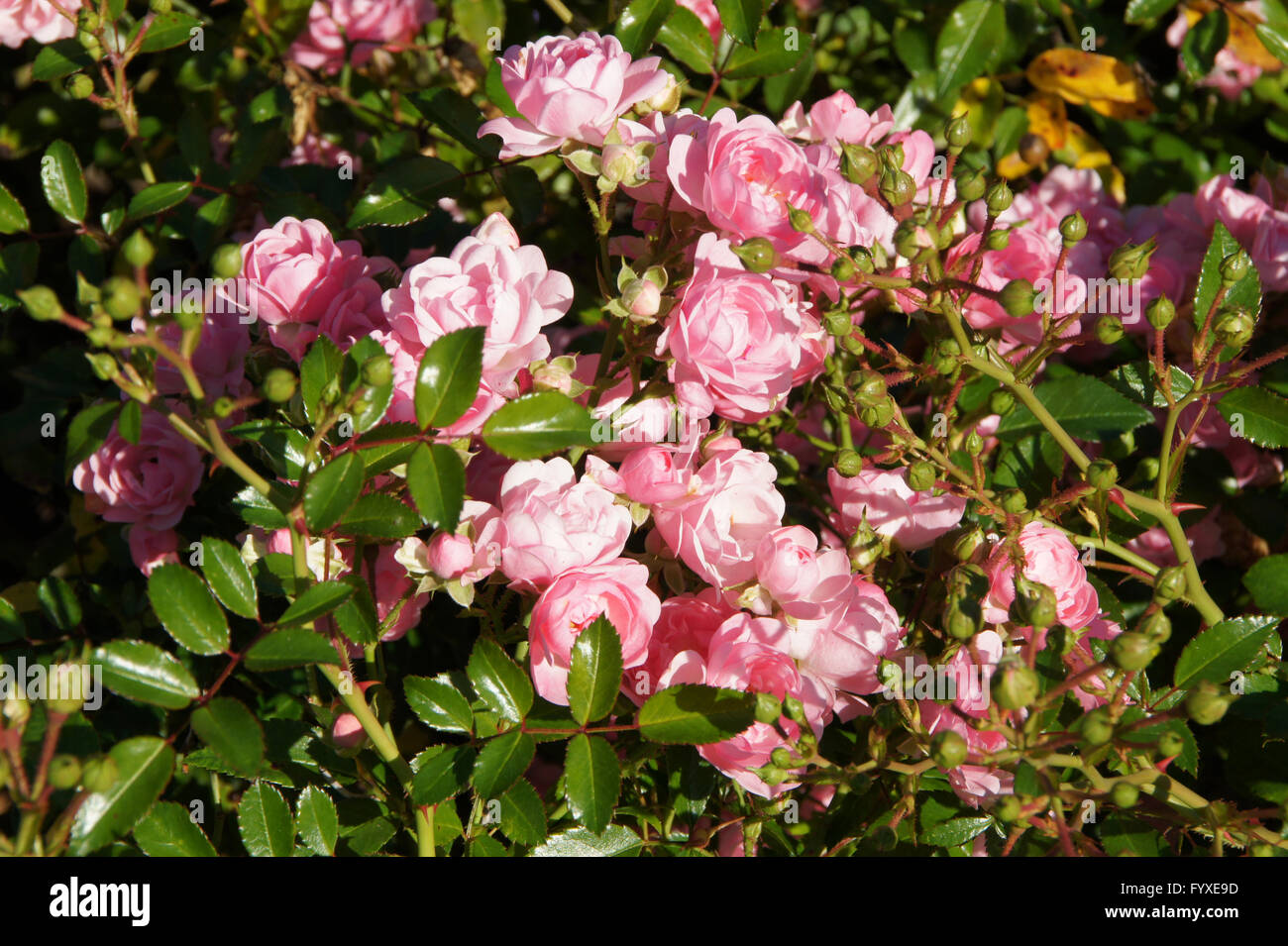 Rosa The Fairy rose, la couverture du sol Banque D'Images